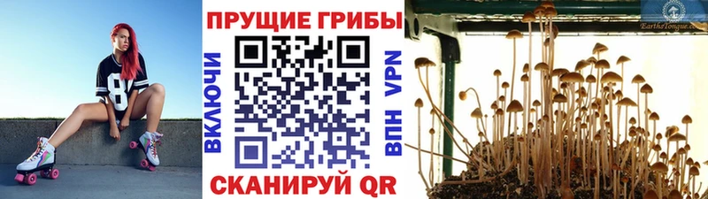 Псилоцибиновые грибы Psilocybe  продажа наркотиков  Баймак 